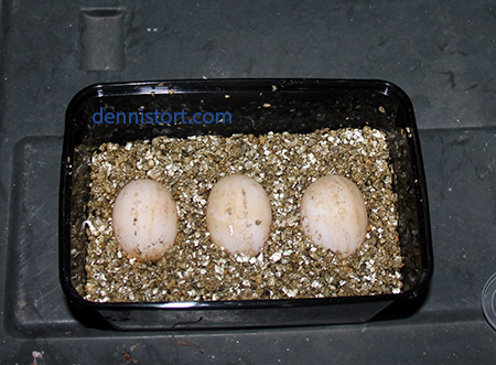 Star Tortoise Eggs